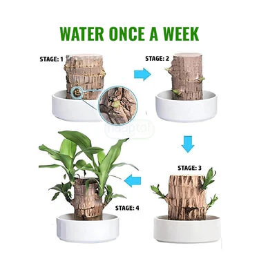 Air Purifying & Mosquito Repellant Wood Plant - Bogo (IWP2) - Image 3