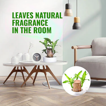 Air Purifying & Mosquito Repellant Wood Plant - Bogo (IWP2) - Image 6