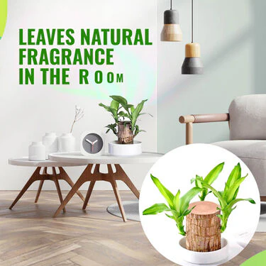 Air Purifying & Mosquito Repellant Wood Plant (IWP) - Image 2