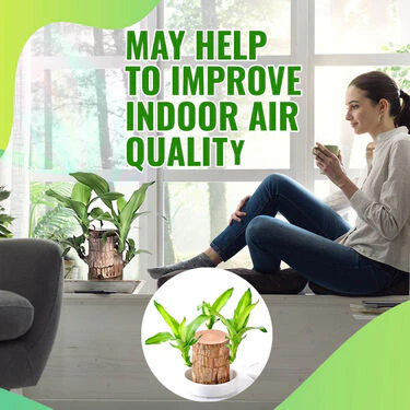 Air Purifying & Mosquito Repellant Wood Plant (IWP) - Image 4