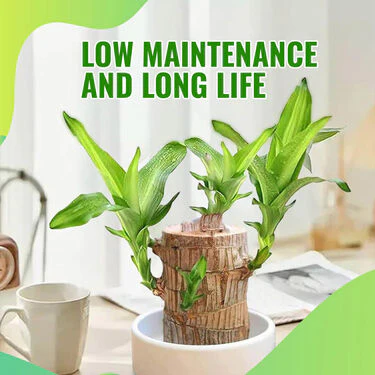 Air Purifying & Mosquito Repellant Wood Plant (IWP) - Image 5