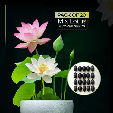 Lotus Flower Seeds - Pack Of 20 (LOFS) - Image 2