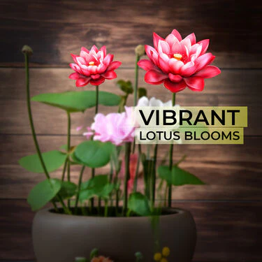 Lotus Flower Seeds - Pack Of 20 (LOFS) - Image 3