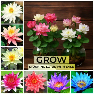 Lotus Flower Seeds - Pack Of 20 (LOFS) - Image 4