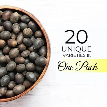 Lotus Flower Seeds - Pack Of 20 (LOFS) - Image 5