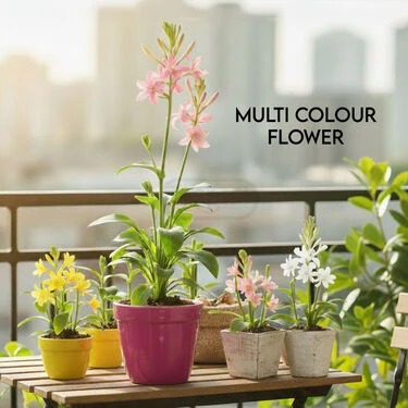 Pack of 5 Tuberose Rajnigandha Scented Flower Bulb (TUB5) - Image 3