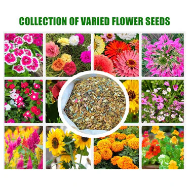Pack Of Mix Flower Seeds (PFS100) - Image 3